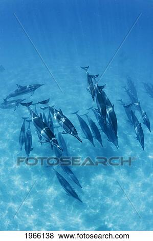 Stock Photo - Hawaii, Lanai, Hulopoe Bay, Spinner Dolphins (Stenella Longirostris) Underwater Near Seafloor.. Fotosearch
