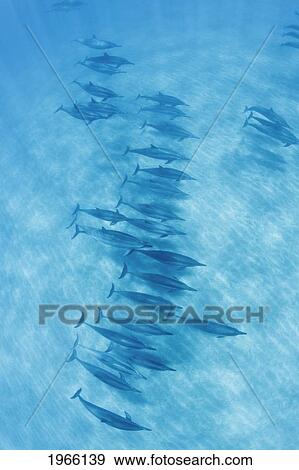 Stock Photo - Hawaii, Lanai, Hulopoe Bay, Spinner Dolphins (Stenella Longirostris) Underwater Near Seafloor, View From Above.. Fotosearch