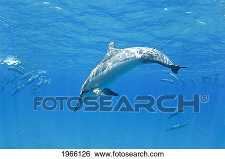 Stock Photograph - Hawaii, Lanai, Hulopoe Bay, Spinner Dolphins (Stenella Longirostris) Underwater Near Ocean Surface.. Fotosearch