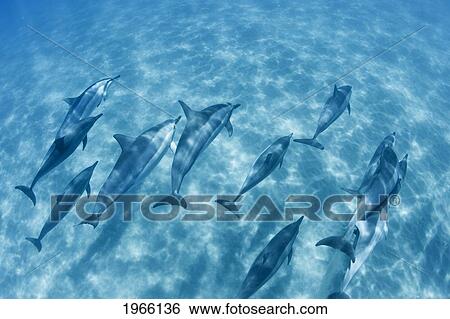 Hawaii, Lanai, Hulopoe Bay, Spinner Dolphins (Stenella Longirostris) Underwater Near Seafloor. View Large Photo Image Stock Photograph - Hawaii, Lanai, Hulopoe Bay, Spinner Dolphins (Stenella Longirostris) Underwater Near Seafloor.. Fotosearch