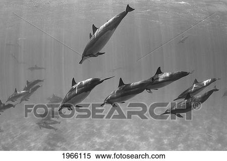 Stock Photography - Hawaii, Lanai, Hulopoe Bay, Spinner Dolphins (Stenella Longirostris) Underwater, Black And White Photograph.. Fotosearch