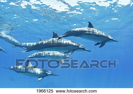Hawaii, Lanai, Hulopoe Bay, Spinner Dolphins (Stenella Longirostris) Underwater Near Ocean Surface. View Large Photo Image Stock Photography - Hawaii, Lanai, Hulopoe Bay, Spinner Dolphins (Stenella Longirostris) Underwater Near Ocean Surface.. Fotosearch
