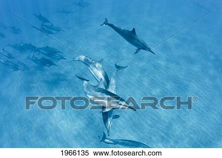 Hawaii, Lanai, Hulopoe Bay, Spinner Dolphins (Stenella Longirostris) Underwater Near Seafloor. View Large Photo Image Stock Photography - Hawaii, Lanai, Hulopoe Bay, Spinner Dolphins (Stenella Longirostris) Underwater Near Seafloor.. Fotosearch
