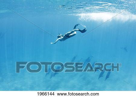 Hawaii, Lanai, Hulopoe Bay, Woman Snorkeling Near Pod Of Spinner Dolphins (Stenella Longirostris) Underwater. View Large Photo Image Picture - Hawaii, Lanai, Hulopoe Bay, Woman Snorkeling Near Pod Of Spinner Dolphins (Stenella Longirostris) Underwater.. Fotosearch