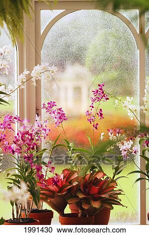 Hawaii, Lanai, Hulopoe Beach, Orchid House, Koele Lodge View Large Photo Image Stock Image - Hawaii, Lanai, Hulopoe Beach, Orchid House, Koele Lodge. Fotosearch