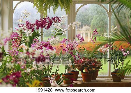 Stock Photo - Hawaii, Lanai, Hulopoe Beach, Orchid House, Koele Lodge. Fotosearch