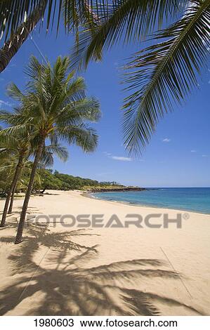 Stock Image - Hawaii, Lanai, Hulopoe Beach, Palm Trees And Shadows Along Sandy Beach And Turquoise Ocean.. Fotosearch