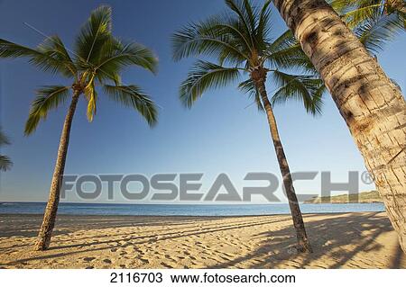 Hawaii, Lanai, Hulopoe Beach, Tall palm trees on a beautiful beach. View Large Photo Image Stock Image - Hawaii, Lanai, Hulopoe Beach, Tall palm trees on a beautiful beach.. Fotosearch