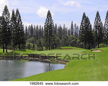 Stock Photography - Hawaii, Lanai, Koele Golf Course, Lake And Pine Trees On The Golf Course.. Fotosearch