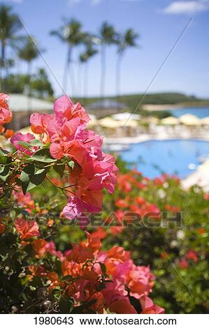 Hawaii, Lanai, Manele Bay Beach Hotel, Focus On Bougainvillea, Pool Area Blurred In Background. View Large Photo Image Stock Image - Hawaii, Lanai, Manele Bay Beach Hotel, Focus On Bougainvillea, Pool Area Blurred In Background.. Fotosearch