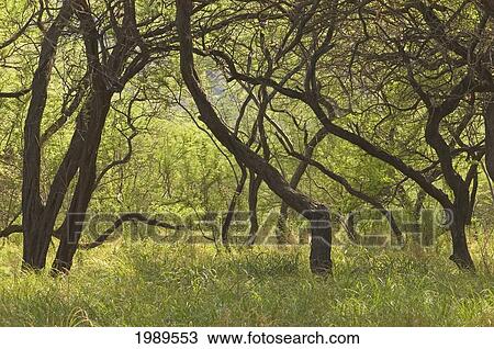 Hawaii, Lanai, Manele Bay Beach Park, Grove Of Kiawe (Mesquite) Trees. View Large Photo Image Stock Image - Hawaii, Lanai, Manele Bay Beach Park, Grove Of Kiawe (Mesquite) Trees.. Fotosearch