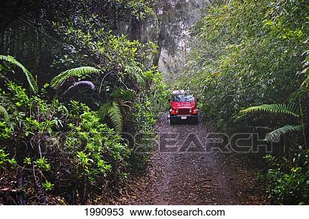 Stock Image - Hawaii, Lanai, Munro Trail On Mt. Lanaihale, With Jeep Coming Down Road Through Forest. Fotosearch