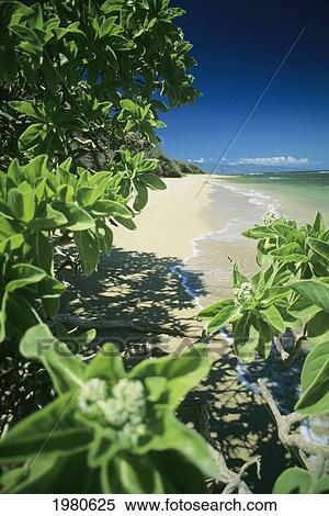 Hawaii, Lanai, North Shore, Naupaka Plant Framing Remote Beach, Molokai In Distance. View Large Photo Image Stock Photography - Hawaii, Lanai, North Shore, Naupaka Plant Framing Remote Beach, Molokai In Distance.. Fotosearch