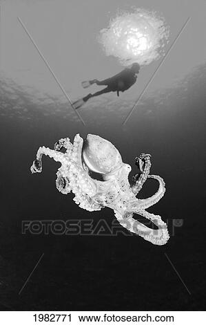 Hawaii, Lanai, Octopus (Cyanea) In Ocean Water, Diver In Background (Black And White Photograph). View Large Photo Image Stock Image - Hawaii, Lanai, Octopus (Cyanea) In Ocean Water, Diver In Background (Black And White Photograph).. Fotosearch