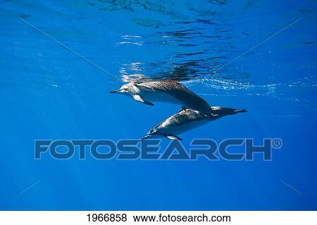 Hawaii, Lanai, Pair Of Hawaiian Spinner Dolphins Swimming Underwater View Large Photo Image Stock Photo - Hawaii, Lanai, Pair Of Hawaiian Spinner Dolphins Swimming Underwater. Fotosearch