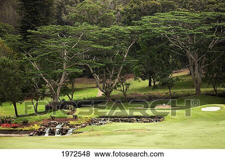 Hawaii, Lanai, Putting Green On The Experience At Koele Golf Couse. View Large Photo Image Stock Photo - Hawaii, Lanai, Putting Green On The Experience At Koele Golf Couse.. Fotosearch
