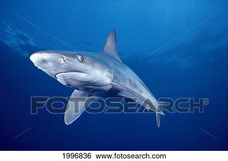 Stock Photograph - Hawaii, Lanai, Sandbar Shark Swims Into Camera Side Angle Clear Blue Ocean A79E. Fotosearch