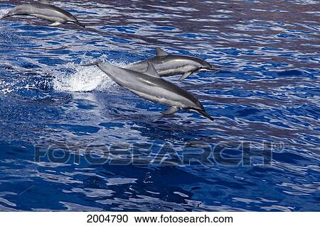 Hawaii, Lanai, School Of Dolphins Leap Into The Air. View Large Photo Image Stock Image - Hawaii, Lanai, School Of Dolphins Leap Into The Air.. Fotosearch