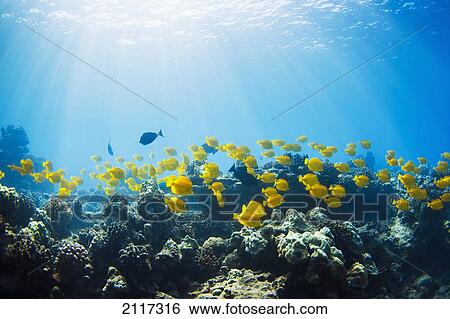 Stock Photograph - Hawaii, Lanai, School of Yellow Tangs (Zebrasoma flavescens) in the Hulupoe Bay Marine Preserve. Fotosearch