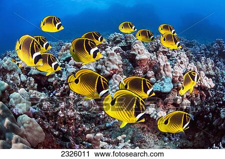 Stock Image - Hawaii, Lanai, Schooling Raccoon Butterflyfish (Chaetodon Lunula).. Fotosearch