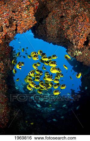 Hawaii, Lanai, Schooling Raccoon Butterflyfish (Chaetodon Lunula) Framed In A Lava Formation Off The Island. View Large Photo Image Stock Photograph - Hawaii, Lanai, Schooling Raccoon Butterflyfish (Chaetodon Lunula) Framed In A Lava Formation Off The Island.. Fotosearch