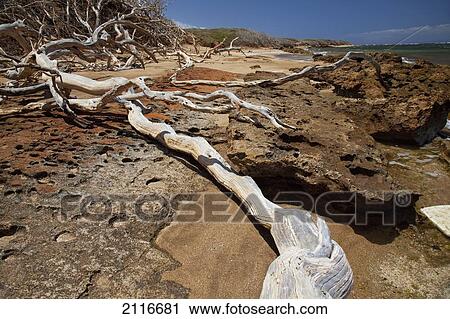 Stock Image - Hawaii, Lanai, Shipwreck Beach, Kaiolohia, Driftwood on Beach.. Fotosearch
