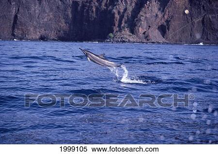 Stock Photography - Hawaii, Lanai, Spinner Dolphin Leaps Out Of Water B1872. Fotosearch