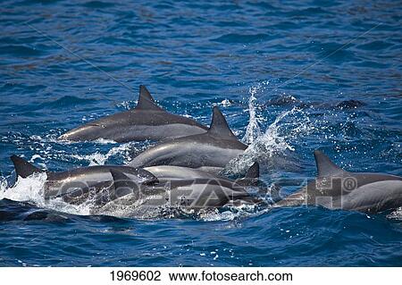 Hawaii, Lanai, Spinner Dolphin (Stenella Longirostris) Surface For Air At The Same Time. View Large Photo Image Stock Image - Hawaii, Lanai, Spinner Dolphin (Stenella Longirostris) Surface For Air At The Same Time.. Fotosearch
