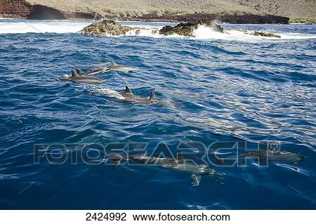 Hawaii, Lanai, Spinner Dolphins (Stenella Longirostris) off the rocky coast of Lanai at First Cathedral. View Large Photo Image Stock Image - Hawaii, Lanai, Spinner Dolphins (Stenella Longirostris) off the rocky coast of Lanai at First Cathedral.. Fotosearch