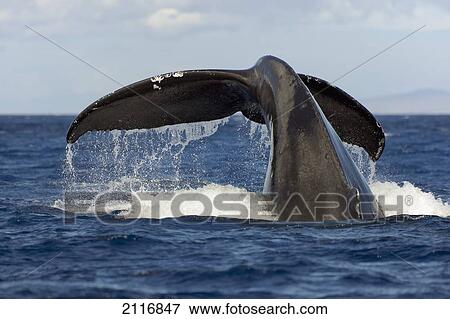 Stock Photo - Hawaii, Lanai, Tail of a humpback whale (Megaptera novaeangliae).. Fotosearch