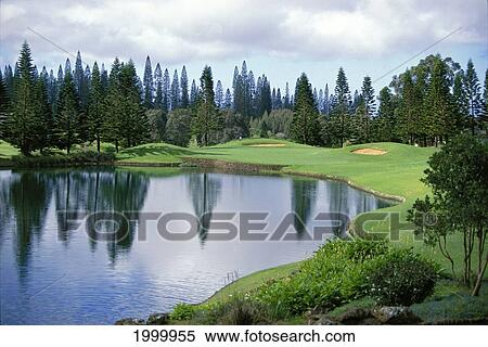 Hawaii, Lanai, The Experience At Koele Water Hazard, Pine Tree Reflections Hole Green D1323 View Large Photo Image Stock Photography - Hawaii, Lanai, The Experience At Koele Water Hazard, Pine Tree Reflections Hole Green D1323. Fotosearch