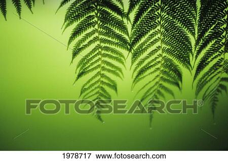 Stock Photo - Hawaii, Lanai, Tree Ferns On Green Background.. Fotosearch