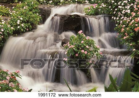 Hawaii, Lanai, Waterfall Surrounded By Impatiens View Large Photo Image Stock Image - Hawaii, Lanai, Waterfall Surrounded By Impatiens. Fotosearch