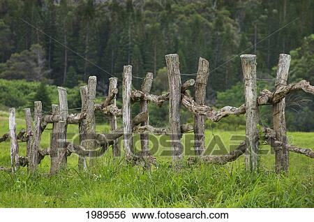 Hawaii, Lanai, Wooden Fence Bordering Pasture As Lodge At Koele Horse Stables. View Large Photo Image Stock Photograph - Hawaii, Lanai, Wooden Fence Bordering Pasture As Lodge At Koele Horse Stables.. Fotosearch