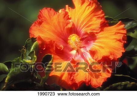 Stock Image - Hawaii, Large Orange Hibiscus Blossom With Pink Center Outdoor Sunshine, Shadow Pistil And Stamen Yellow On Plant. Fotosearch