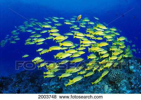 Hawaii, Large School Of Blue Stripe Snappers (Lutjanus Kasmira) Over Reef View Large Photo Image Stock Photo - Hawaii, Large School Of Blue Stripe Snappers (Lutjanus Kasmira) Over Reef. Fotosearch