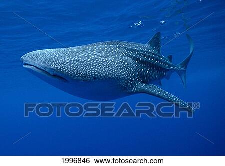 Hawaii, Large Whale Shark Side View, Near Surface Clear Blue Ocean A78G View Large Photo Image Stock Photograph - Hawaii, Large Whale Shark Side View, Near Surface Clear Blue Ocean A78G. Fotosearch