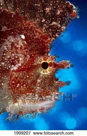Hawaii, Leaf Scorpionfish (Taenianotus Tricanthus) Close-Up Detail Of Head B1910 View Large Photo Image Stock Photo - Hawaii, Leaf Scorpionfish (Taenianotus Tricanthus) Close-Up Detail Of Head B1910. Fotosearch