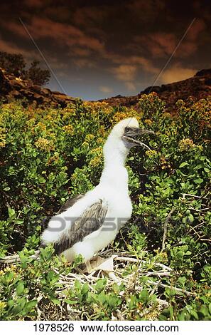 Hawaii, Lehua Rock, Closeup Side View Of Brown Booby Chick (Sula Leucogaster Plotus) Nesting Below Cloudy Sky. View Large Photo Image Stock Photograph - Hawaii, Lehua Rock, Closeup Side View Of Brown Booby Chick (Sula Leucogaster Plotus) Nesting Below Cloudy Sky.. Fotosearch