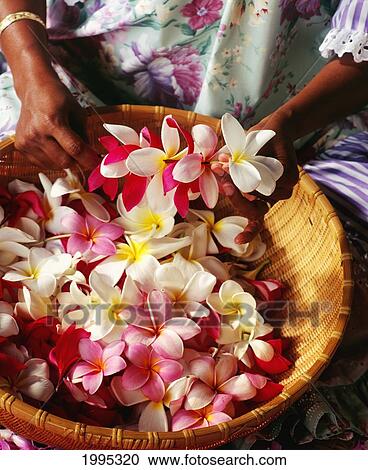 Hawaii, Leimaker, Making Plumeria Leis, Close-Up Of Hands. View Large Photo Image Stock Image - Hawaii, Leimaker, Making Plumeria Leis, Close-Up Of Hands.. Fotosearch