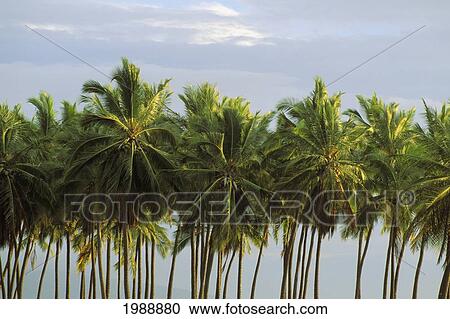 Stock Image - Hawaii, Line Of Palm Trees In The Sun On A Hazy Afternoon.. Fotosearch