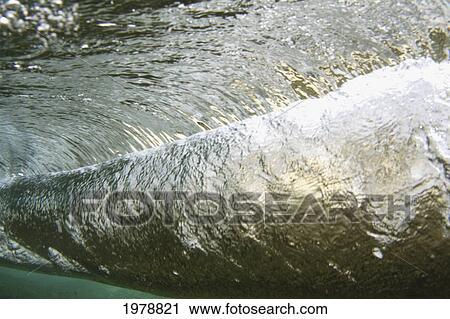 Stock Image - Hawaii, Long Blue Curl Of A Wave From Underwater.. Fotosearch