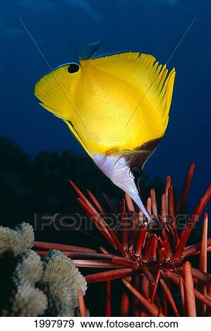 Hawaii, Long Nose Butterfly Fish (Forcipiger Sp? ) Over Pencil Urchin A85D View Large Photo Image Stock Photo - Hawaii, Long Nose Butterfly Fish (Forcipiger Sp? ) Over Pencil Urchin A85D. Fotosearch
