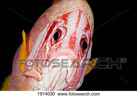 Stock Image - Hawaii, Longjaw Squirrelfish (Sargocentron Spiniferum), Close-Up Of Face.. Fotosearch