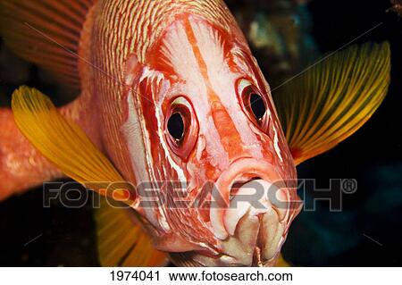 Hawaii, Longjaw Squirrelfish (Sargocentron Spiniferum), Close-Up Of Face. View Large Photo Image Stock Image - Hawaii, Longjaw Squirrelfish (Sargocentron Spiniferum), Close-Up Of Face.. Fotosearch