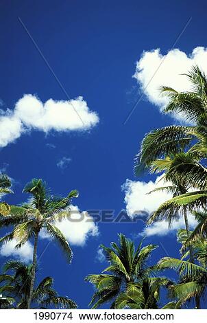 Picture - Hawaii, Looking Upward, Palm Trees Frame Bottom Of Rich Blue Sky And White Clouds.. Fotosearch