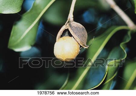 Stock Photograph - Hawaii, Macadamia Nut On Tree.. Fotosearch