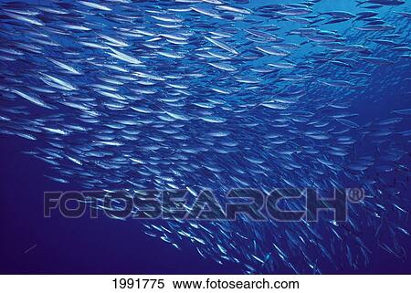 Hawaii, Mackerel Scad, Opelu (Decapturus Maruodsi) Swims In Large School. View Large Photo Image Stock Photography - Hawaii, Mackerel Scad, Opelu (Decapturus Maruodsi) Swims In Large School.. Fotosearch