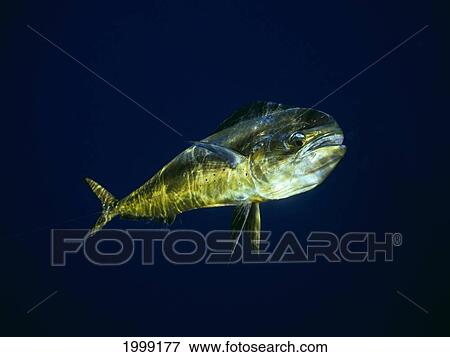 Hawaii, Mahi Mahi (Dolphinfish) Coryphaena Hippurus Close-Up In Blue Water, B1964 View Large Photo Image Stock Photo - Hawaii, Mahi Mahi (Dolphinfish) Coryphaena Hippurus Close-Up In Blue Water, B1964. Fotosearch