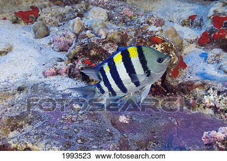 Hawaii, Male Indo-Pacific Sergeant Major (Abudefduf Vaigiensis) Guarding Purple Egg Mass. View Large Photo Image Stock Image - Hawaii, Male Indo-Pacific Sergeant Major (Abudefduf Vaigiensis) Guarding Purple Egg Mass.. Fotosearch